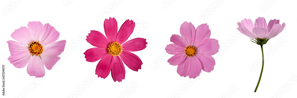 Botanical Collection. Four Pink Cosmos bipinnatus flowers isolated on a white background. Elements for creating designs, cards, patterns, floral arrangements, frames, wedding cards and invitations. - obrazy, fototapety, plakaty 