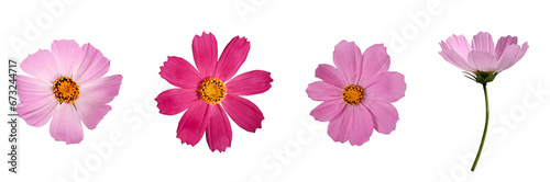 Botanical Collection. Four Pink Cosmos bipinnatus flowers isolated on a white background. Elements for creating designs  cards  patterns  floral arrangements  frames  wedding cards and invitations.