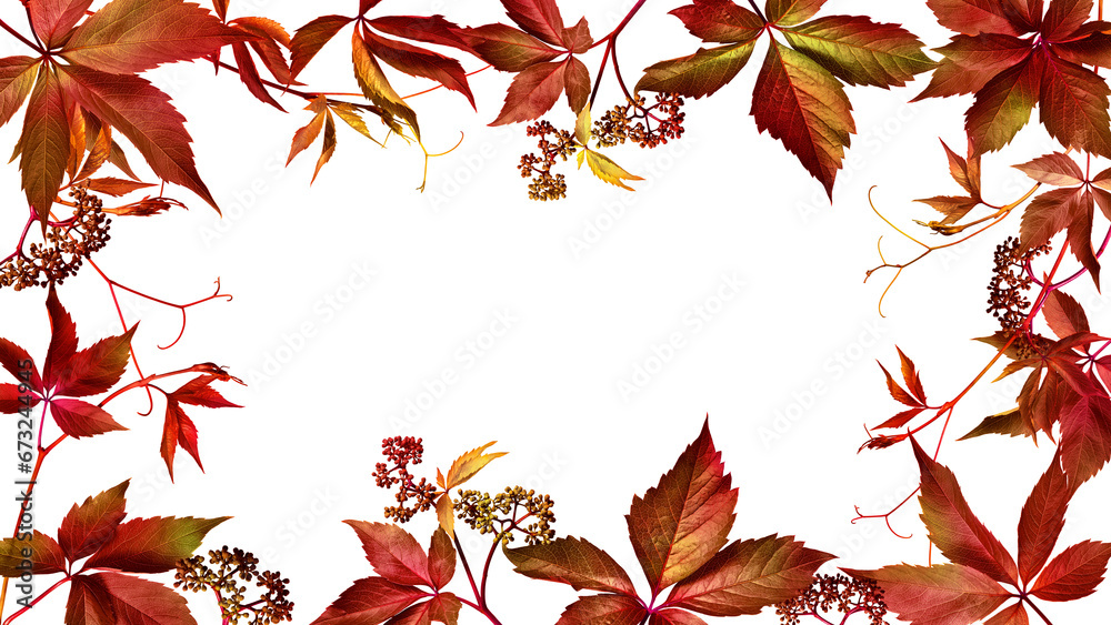 Fototapeta premium Autumn frame of wild grape leaves on transparent background with possibility to change background color. Fall colors, copy space.