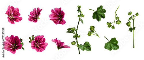 Fotografie Set with flowers, stem and buds of Common mallow (Malva Sylvestris)