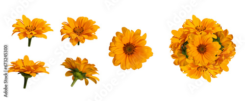 Botanical Collection. Five yellow flowers of Heliopsis helianthoides and an example of a flower arrangement of them. photo