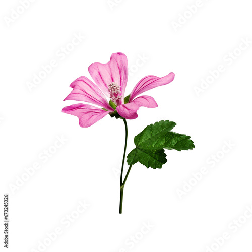 Pink flower of common mallow  Malva Sylvestris  isolated on white background.