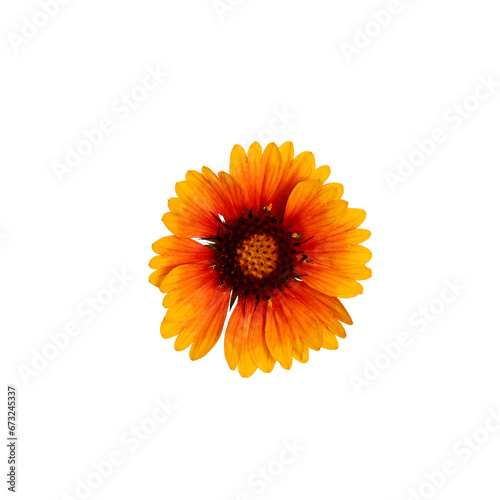 One Gaillardia flower isolated on white background  vivid red-yellow flower.Top view  close-up. Element for creating design  postcard  pattern  floral arrangement  wedding cards and invitation.