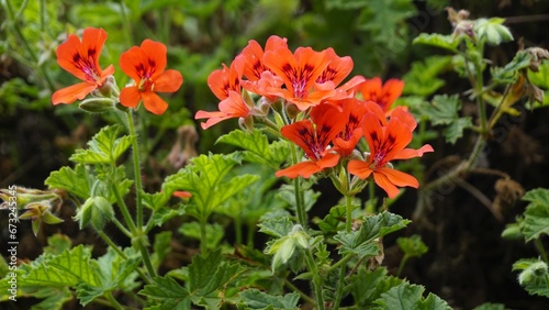 R1ed colour flowers of Pelargonium panduriforme also known as Oakleaf garden geranium photo