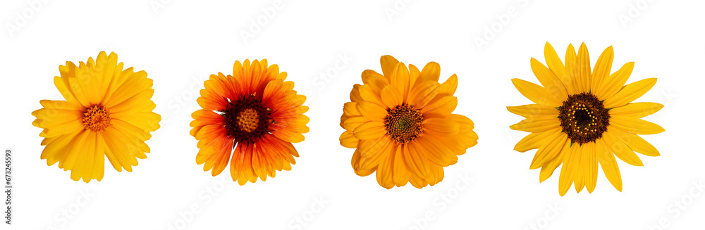 Botanical Collection. Four yellow flowers isolated on a white background, top view.Lanceleaf Coreopsis, Sunflower, Heliopsis helianthoid, Gaillardia. Elements for creating collage or design, postcards - obrazy, fototapety, plakaty 