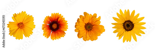 Botanical Collection. Four yellow flowers isolated on a white background, top view.Lanceleaf Coreopsis, Sunflower, Heliopsis helianthoid, Gaillardia. Elements for creating collage or design, postcards © Yuliia