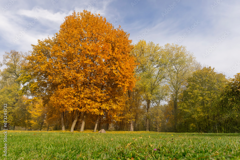 multicolored yellowing maple foliage during leaf fall multicolored yellowing maple foliage during leaf fall