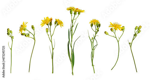 Fototapeta Naklejka Na Ścianę i Meble -  Botanical Collection. Set of yellow wildflowers Crepis tectorum isolated on white background. Elements for creating designs, cards, patterns, floral arrangements, frames, wedding cards and invitations