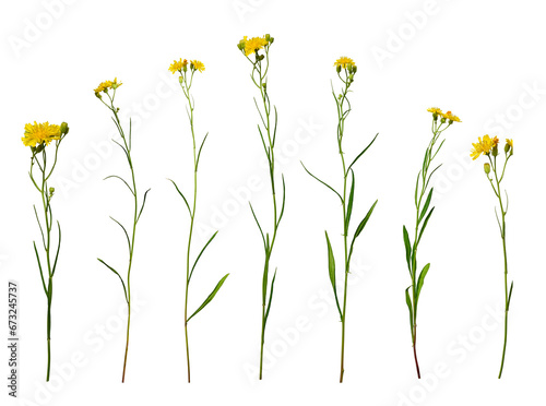 Botanical Collection. Set of yellow wildflowers Crepis tectorum isolated on white background. Elements for creating designs, cards, patterns, floral arrangements, frames, wedding cards and invitations