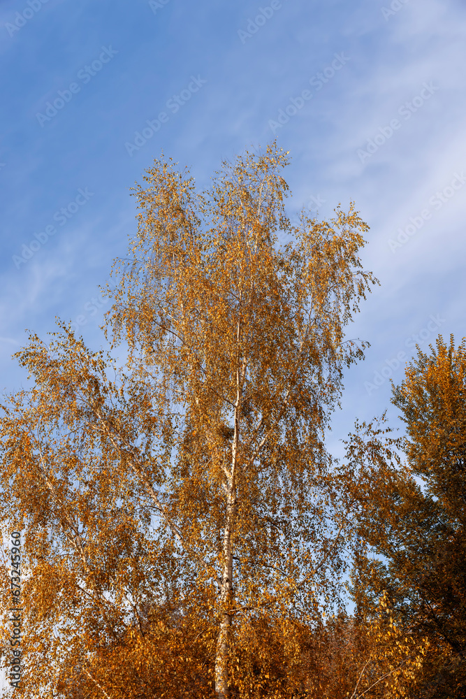 birch tree foliage during autumn leaf fall birch tree foliage during autumn leaf fall