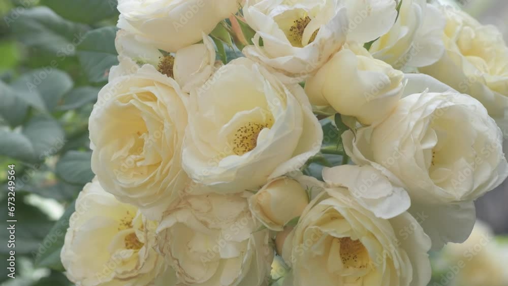 natural bouquet of beautiful creamy roses blooming in garden with bee inside. close up footage natural bouquet of beautiful creamy roses blooming in garden with bee inside. close up footage