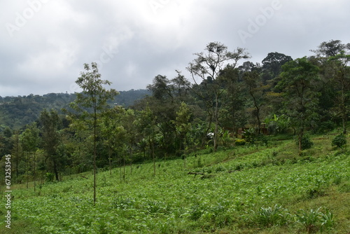 The green and lush jungle at the foot of Mount Kilimanjaro in Tanzania, Africa photo