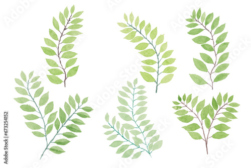 Watercolor leaves illustration set - green leaf branches collection for wedding, greetings, stationary, wallpapers, fashion, background. olive, green leaves, Eucalyptus etc