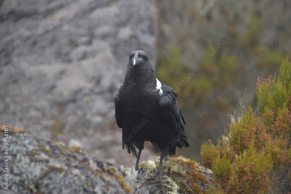 Fototapeta premium Big White Necked Ravens on the lava rocks of Mount Kilimanjaro in Tanzania, Africa