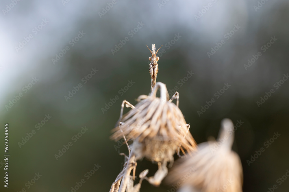 Empusa pennata, or the conehead mantis, is a species of praying mantis in genus Empusa native to the Mediterranean Region. Empusa pennata, or the conehead mantis, is a species of praying mantis in genus Empusa native to the Mediterranean Region.