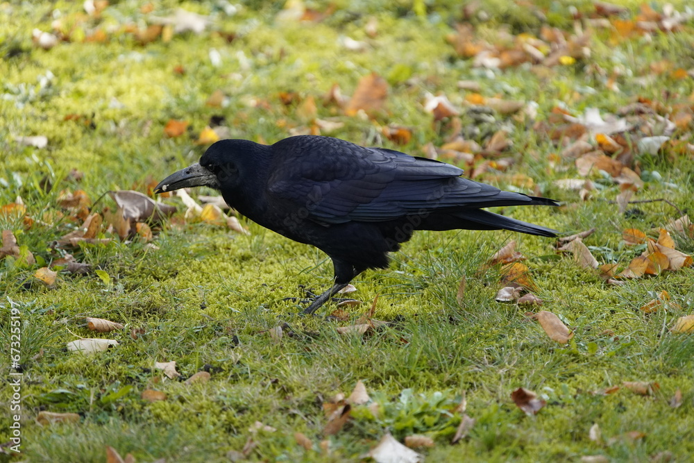 The rook (Corvus frugilegus) is a member of the family Corvidae in the passerine order of birds. Here as a winter guest from Russia from the end of October to the end of March. Hanover, Germany. The rook (Corvus frugilegus) is a member of the family Corvidae in the passerine order of birds. Here as a winter guest from Russia from the end of October to the end of March. Hanover, Germany.