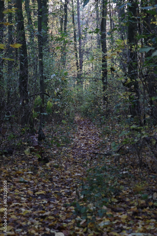 Fototapeta premium dark forest in autumn
