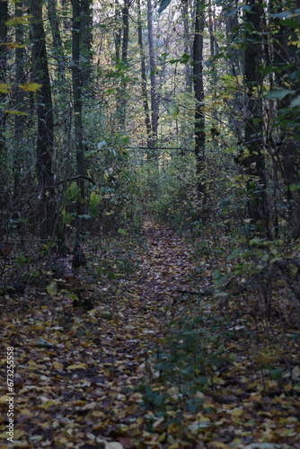 dark forest in autumn