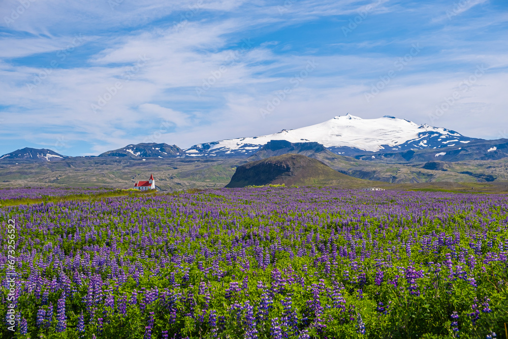 Obraz premium Blue Alaskan lupins (lupinus nootkatensis) cover vast swathes of Iceland. beautiful landscape of field lupins