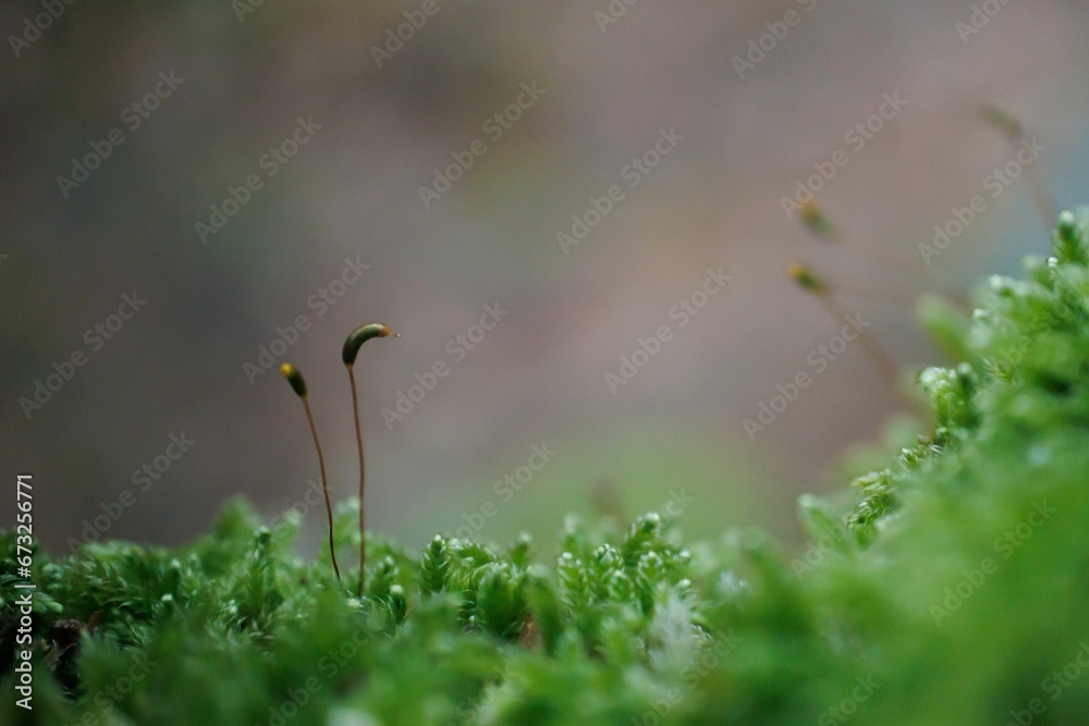 Tiny moss macro closeup