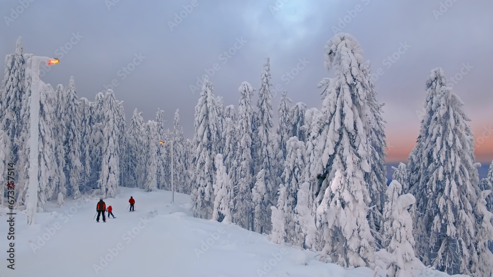 Group of people skiing down a mountain trail, surrounded by a forest of tall evergreen trees