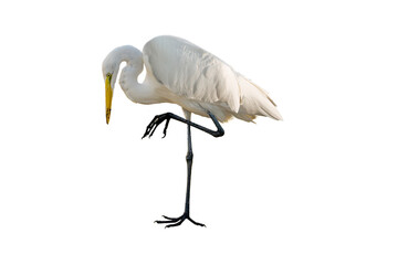 Great Egret (Ardea alba) Photo, on a Transparent Background, Perched and Preening