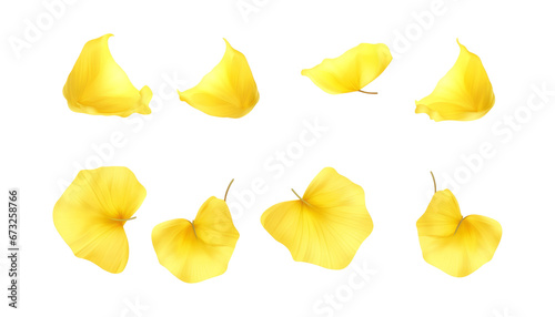 yellow autumn petals isolated on transparent background cutout