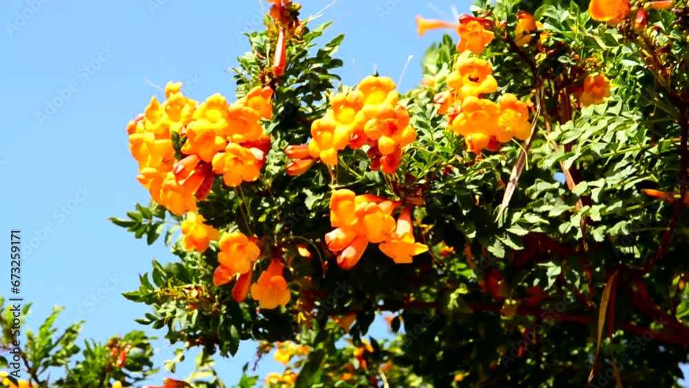 Tecoma stans Orange Jubilee flowers also called Ginger thomas or Trumpetbush in the garden of Tenerife,Canary Islands,Spain on a windy day in spring.Tropical plants concept. Tecoma stans Orange Jubilee flowers also called Ginger thomas or Trumpetbush in the garden of Tenerife,Canary Islands,Spain on a windy day in spring.Tropical plants concept.