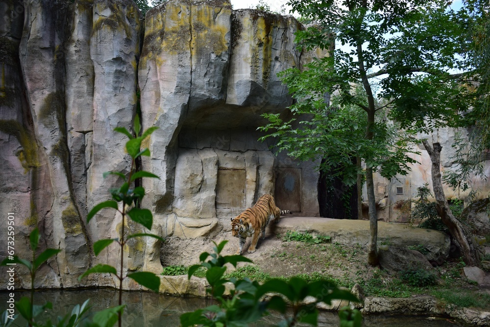 a tiger walking through an enclosure with water, rocks and trees