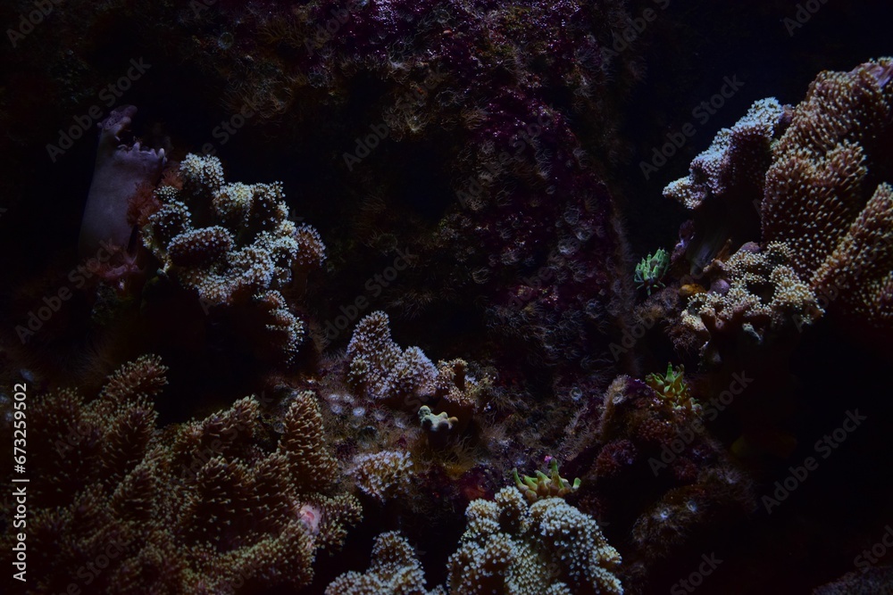 Fototapeta premium Picturesque underwater shot of a variety of exotic coral species in the clear, blue water