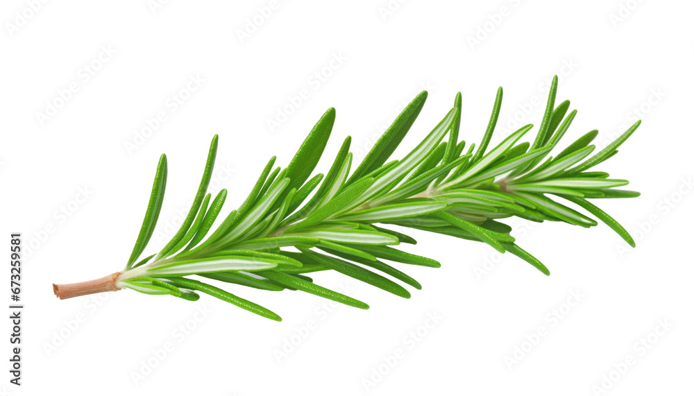 twig of rosemary isolated on transparent background cutout