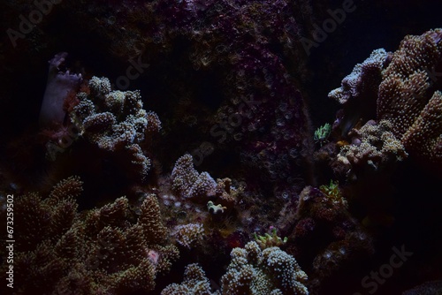 Picturesque underwater shot of a variety of  exotic coral species in the clear  blue water