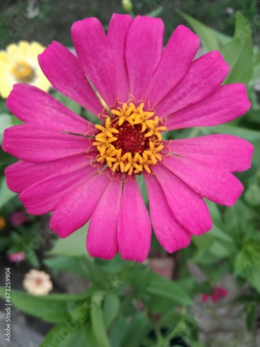 close up of pink flower