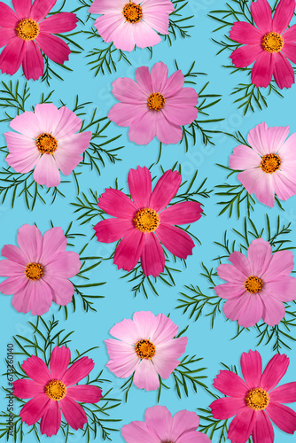 Summer or fall floral background. Bright Pink Cosmos bipinnatus flowers with leaves on blue background. Wallpaper for cell phone or bookmark  book cover.