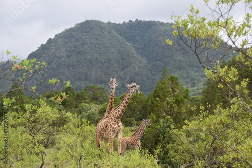 Photography African giraffes seen on a safari in Arusha National Park in Tanzania