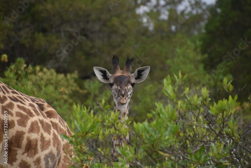 Photography African giraffes in the wild in Arusha National Park, Tanzania