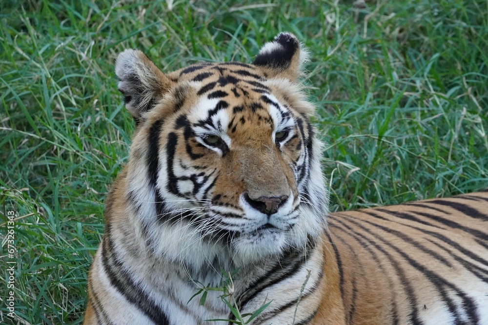 Closeup portrait of a Bengal tiger sitting on green grass