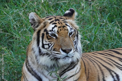 Closeup portrait of a Bengal tiger sitting on green grass