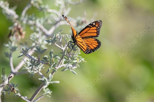 Vibrant butterfly perched on a bush branch surrounded by lush foliage in a natural setting © Wirestock