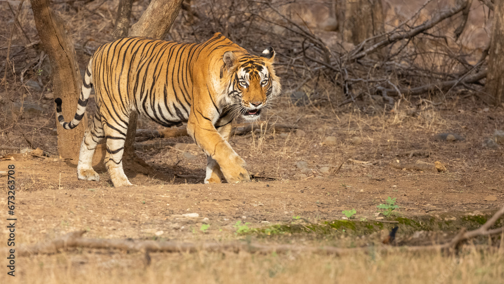 Obraz premium Male tiger (Panthera tigris) at the forest of Ranthambore tiger reserve.