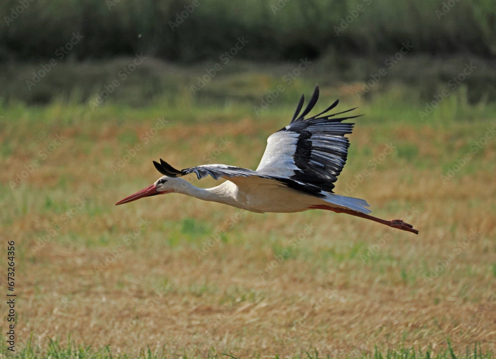 Fototapeta premium Storch im Flug