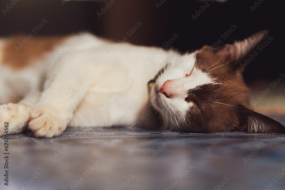 Closeup grey stripped mixed-breed cat sleeping