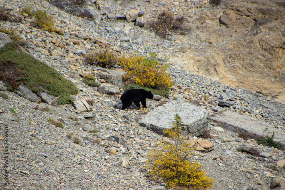 Fototapeta premium Brown bear walking between rocks