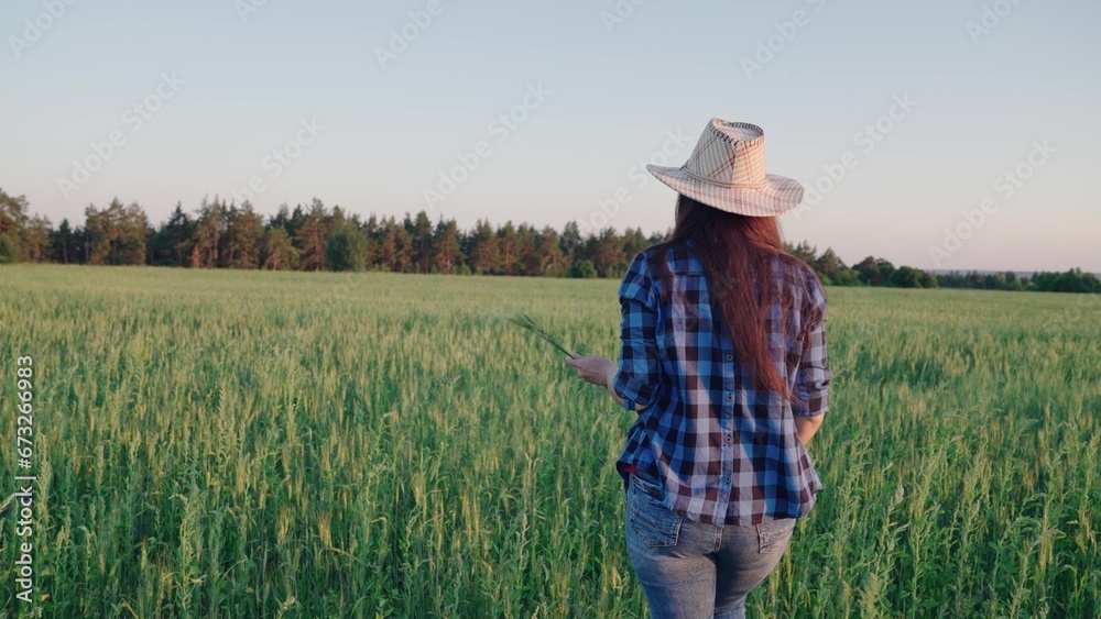 Business woman farmer inspects her field. Farmer woman walks through wheat field at sunset, looking at harvest of green ears of wheat. Agricultural industry, business. Field of green wheat in summer