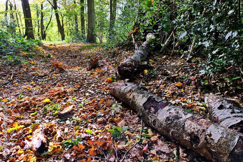 Niederlande Südlimburg Geultal Mechelen Waldweg Niederlande Südlimburg Geultal Mechelen Waldweg