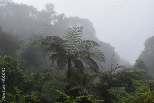 The misty rainforests at the food of Mount Kilimanjaro in Tanzania photo