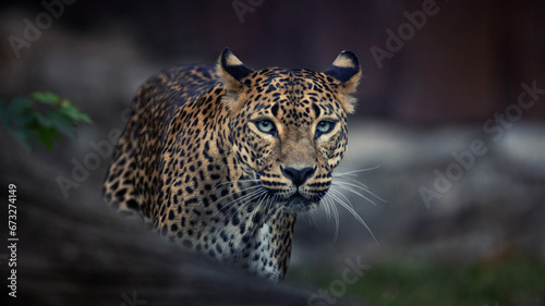North China leopard Panthera pardus japonensis black backround Zoo photo