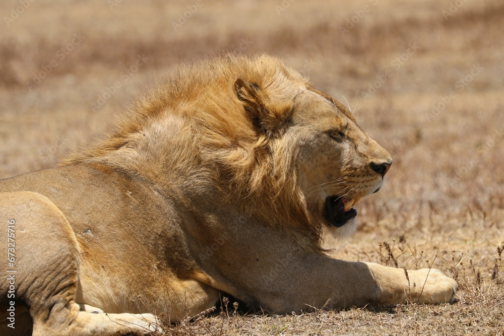Beautiful Lions in the Serengeti National Park - Tanzania, Africa Beautiful Lions in the Serengeti National Park - Tanzania, Africa