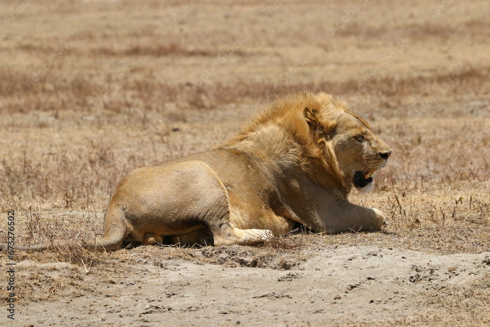 Beautiful Lions in the Serengeti National Park - Tanzania, Africa Beautiful Lions in the Serengeti National Park - Tanzania, Africa