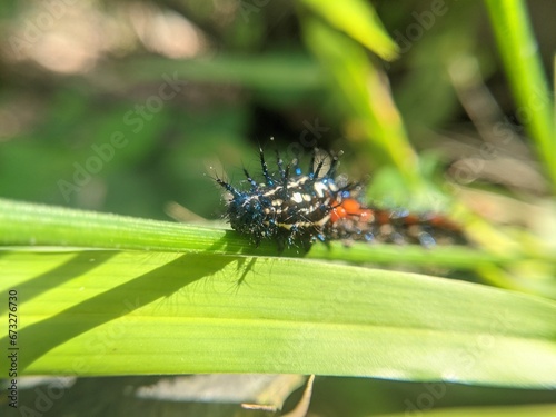 Doleschalia Polibete caterpillars eat fresh leaves with long hair